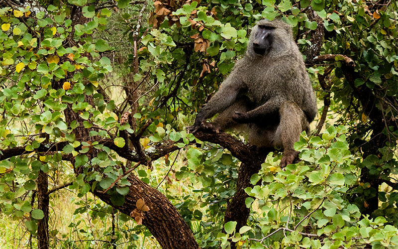 Gombe Stream National Park